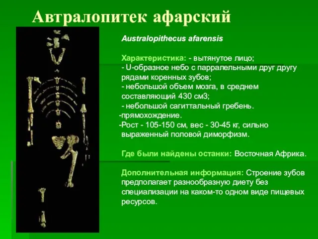 Автралопитек афарский Australopithecus afarensis Характеристика: - вытянутое лицо; - U-образное небо с