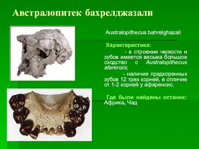 Австралопитек бахрелджазали Australopithecus bahrelghazali Характеристика: - в строении челюсти и зубов имеется