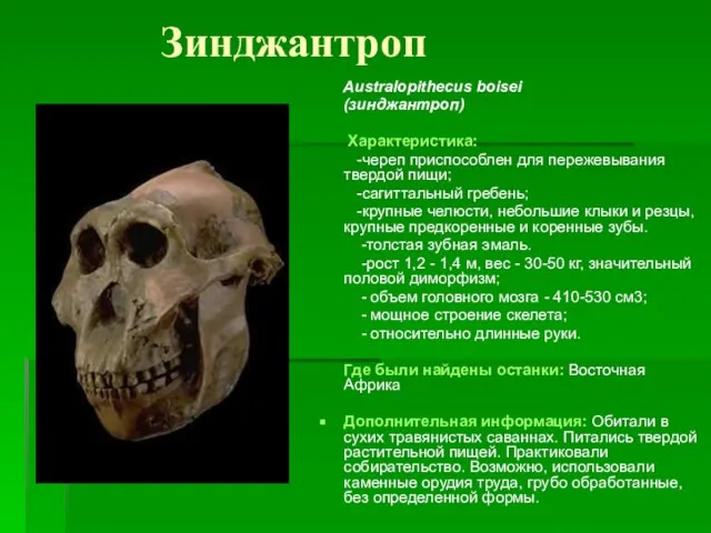 Зинджантроп Australopithecus boisei (зинджантроп) Характеристика: -череп приспособлен для пережевывания твердой пищи; -сагиттальный