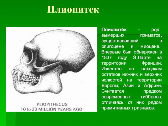 Плиопитек Плиопитек - род вымерших приматов, существовавший в олигоцене и миоцене. Впервые