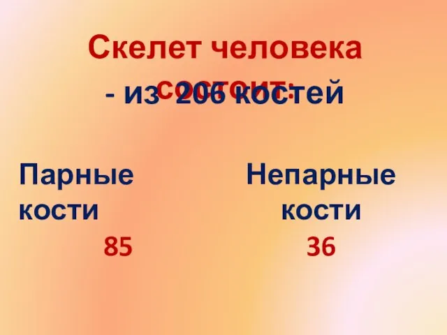 Скелет человека состоит: - из 206 костей Парные кости 85 Непарные кости 36