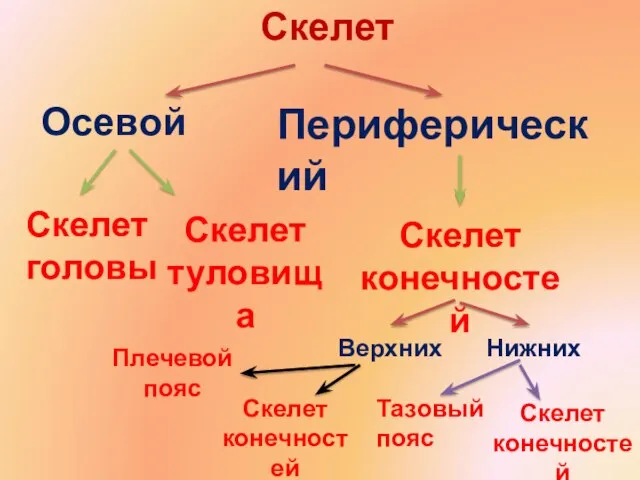 Скелет Осевой Периферический Скелет головы Скелет туловища Скелет конечностей Верхних Нижних Плечевой