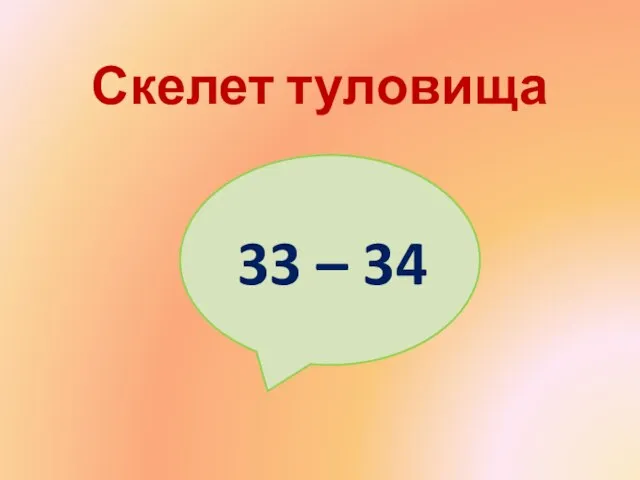 Скелет туловища 33 – 34