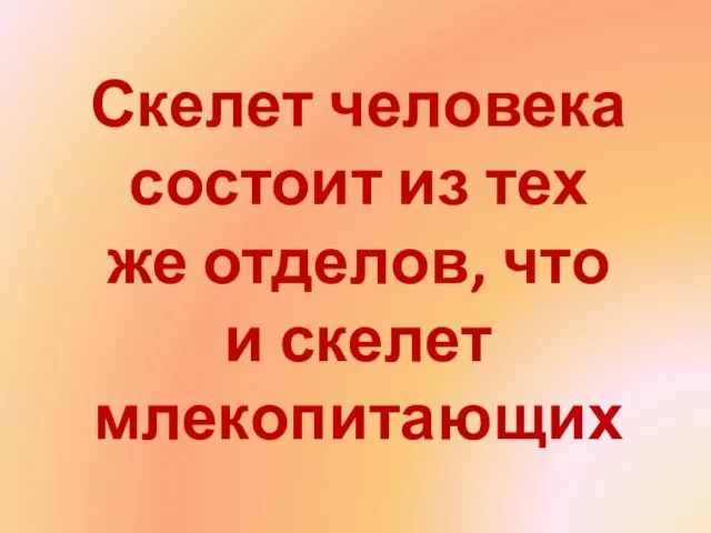 Скелет человека состоит из тех же отделов, что и скелет млекопитающих