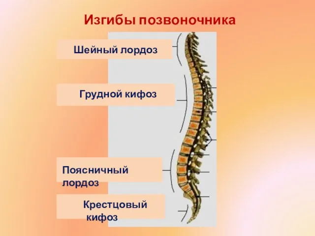 Изгибы позвоночника Шейный лордоз Грудной кифоз Поясничный лордоз Крестцовый кифоз