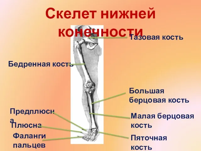 Скелет нижней конечности Тазовая кость Бедренная кость Большая берцовая кость Малая берцовая