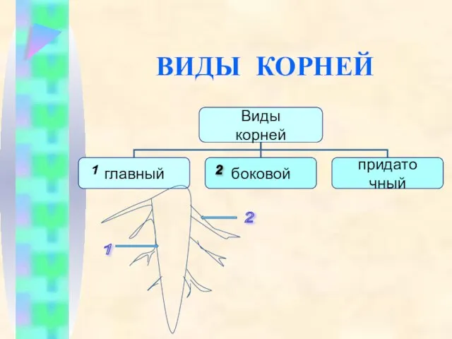 ВИДЫ КОРНЕЙ 1 2 1 2