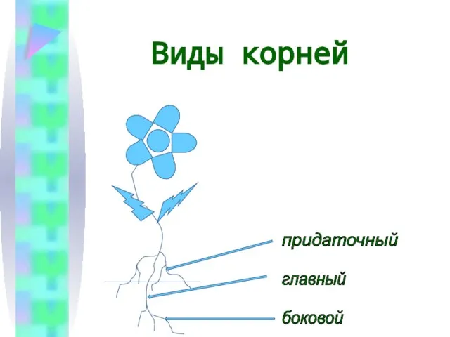 Виды корней главный боковой придаточный