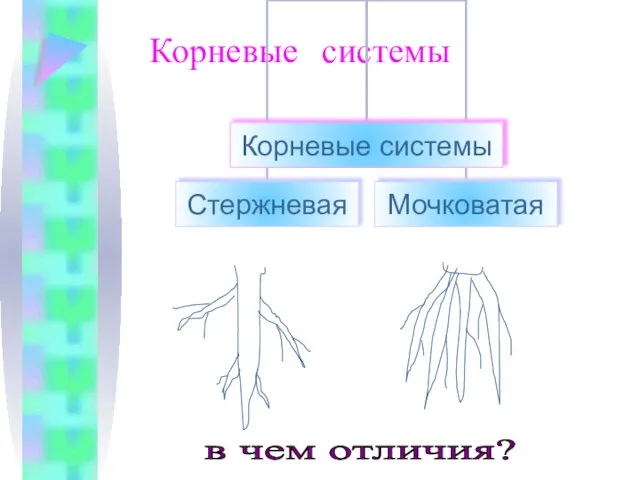 Корневые системы в чем отличия?