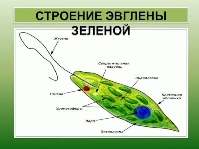 СТРОЕНИЕ ЭВГЛЕНЫ ЗЕЛЕНОЙ