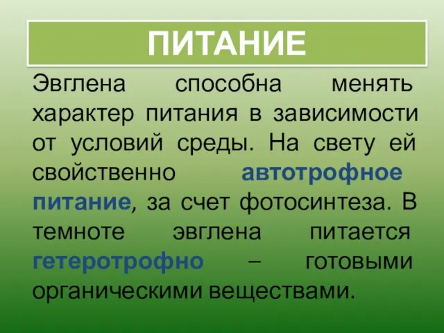 Эвглена способна менять характер питания в зависимости от условий среды. На свету