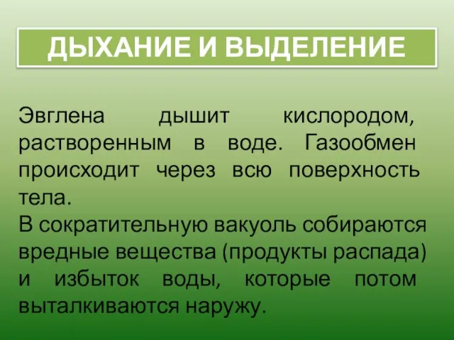 ДЫХАНИЕ И ВЫДЕЛЕНИЕ Эвглена дышит кислородом, растворенным в воде. Газообмен происходит через