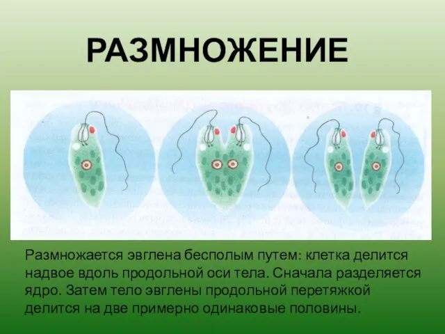 РАЗМНОЖЕНИЕ Размножается эвглена бесполым путем: клетка делится надвое вдоль продольной оси тела.