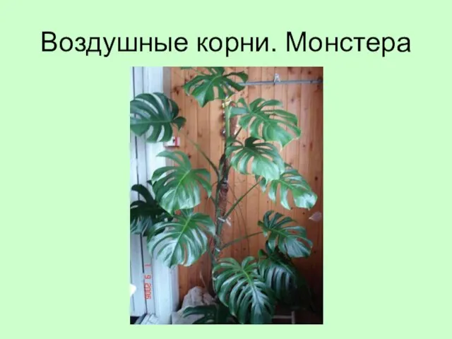 Воздушные корни. Монстера