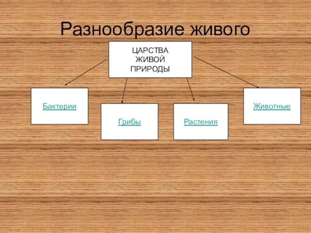 Разнообразие живого ЦАРСТВА ЖИВОЙ ПРИРОДЫ Грибы Растения Животные Бактерии