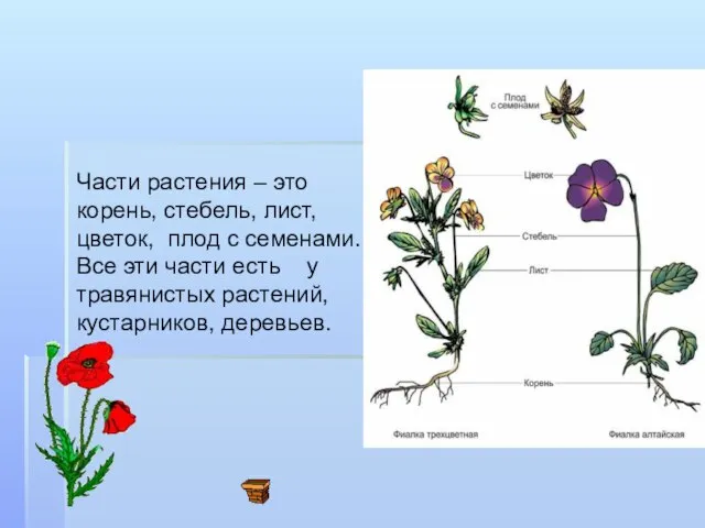 Части растения – это корень, стебель, лист, цветок, плод с семенами. Все