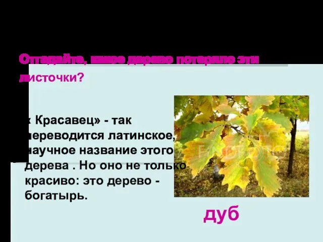 Берёза, рябина, осина, тополь и орешник– лиственные растения. дуб Отгадайте, какое дерево