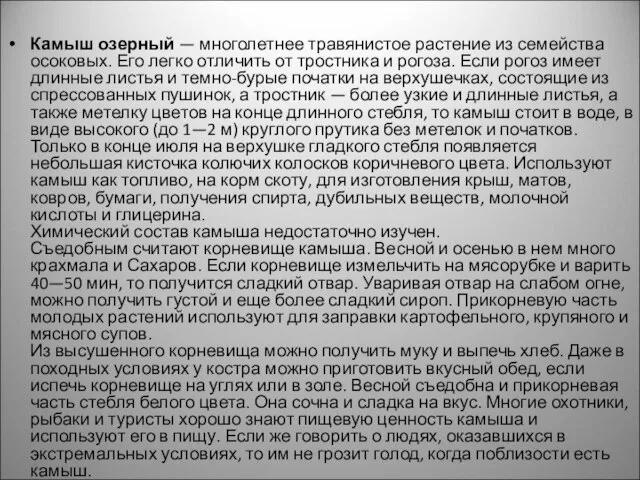 Камыш озерный — многолетнее травянистое растение из семейства осоковых. Его легко отличить