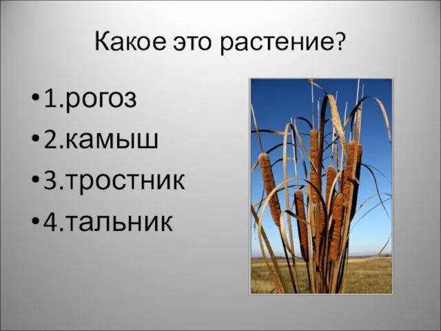 Какое это растение? 1.рогоз 2.камыш 3.тростник 4.тальник