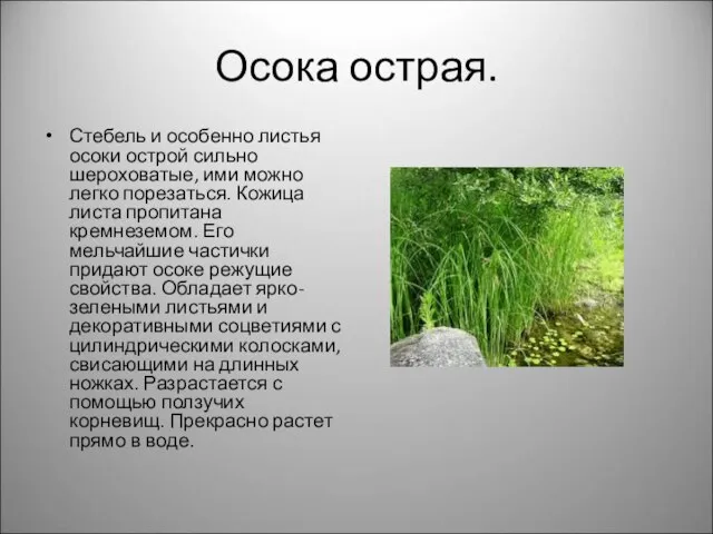 Осока острая. Стебель и особенно листья осоки острой сильно шероховатые, ими можно