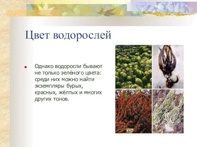 Цвет водорослей Однако водоросли бывают не только зелёного цвета: среди них можно