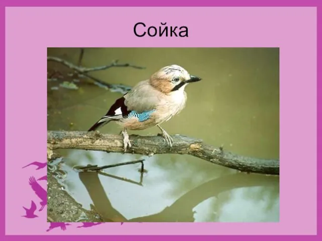 Сойка