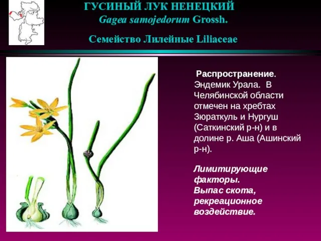 ГУСИНЫЙ ЛУК НЕНЕЦКИЙ Gagea samojedorum Grossh. Семейство Лилейные Liliaceae Распространение. Эндемик Урала.