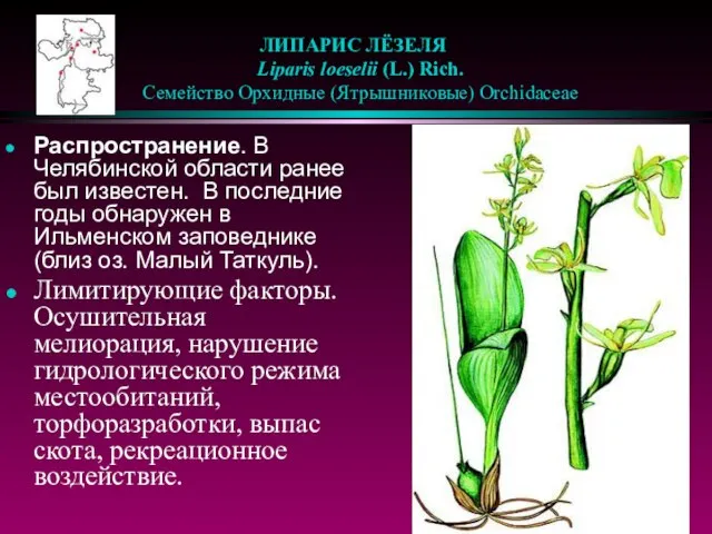 ЛИПАРИС ЛЁЗЕЛЯ Liparis loeselii (L.) Rich. Семейство Орхидные (Ятрышниковые) Orchidaceae Распространение. В