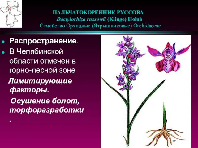 ПАЛЬЧАТОКОРЕННИК РУССОВА Dactylorhiza russowii (Klinge) Holub Семейство Орхидные (Ятрышниковые) Orchidaceae Распространение. В