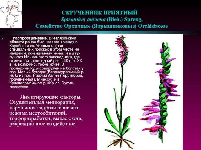 СКРУЧЕННИК ПРИЯТНЫЙ Spiranthes amoena (Bieb.) Spreng. Семейство Орхидные (Ятрышниковые) Orchidaceae Распространение. В