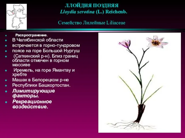 ЛЛОЙДИЯ ПОЗДНЯЯ Lloydia serotina (L.) Reichenb. Семейство Лилейные Liliaceae Распространение. В Челябинской