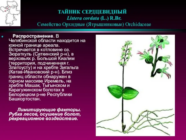 ТАЙНИК СЕРДЦЕВИДНЫЙ Listera cordata (L.) R.Br. Семейство Орхидные (Ятрышниковые) Orchidaceae Распространение. В