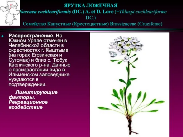 ЯРУТКА ЛОЖЕЧНАЯ Noccaea cochleariformis (DC.) A. et D. Love (=Thlaspi cochleariforme DC.)