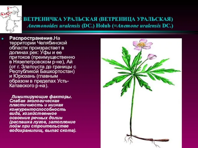 ВЕТРЕНИЧКА УРАЛЬСКАЯ (ВЕТРЕНИЦА УРАЛЬСКАЯ) Anemonoides uralensis (DC.) Holub (=Anemone uralensis DC.) Распространение.На