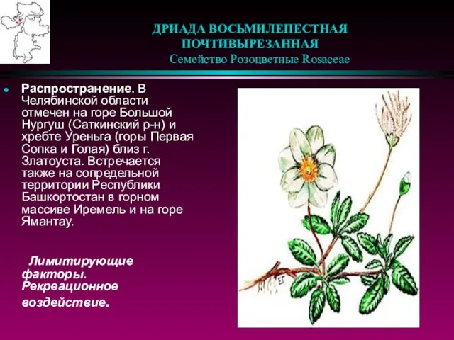 ДРИАДА ВОСЬМИЛЕПЕСТНАЯ ПОЧТИВЫРЕЗАННАЯ Семейство Розоцветные Rosaceae Распространение. В Челябинской области отмечен на