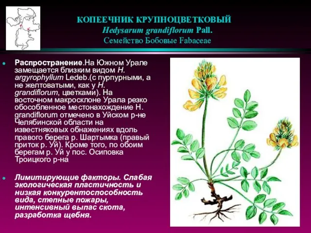 КОПЕЕЧНИК КРУПНОЦВЕТКОВЫЙ Hedysarum grandiflorum Pall. Семейство Бобовые Fabaceae Распространение.На Южном Урале замещается