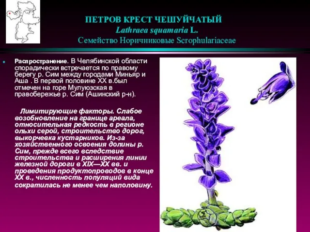 ПЕТРОВ КРЕСТ ЧЕШУЙЧАТЫЙ Lathraea squamaria L. Семейство Норичниковые Scrophulariaceae Распространение. В Челябинской