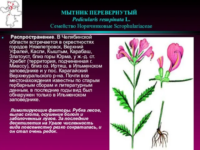 МЫТНИК ПЕРЕВЕРНУТЫЙ Pedicularis resupinata L. Семейство Норичниковые Scrophulariaceae Распространение. В Челябинской области