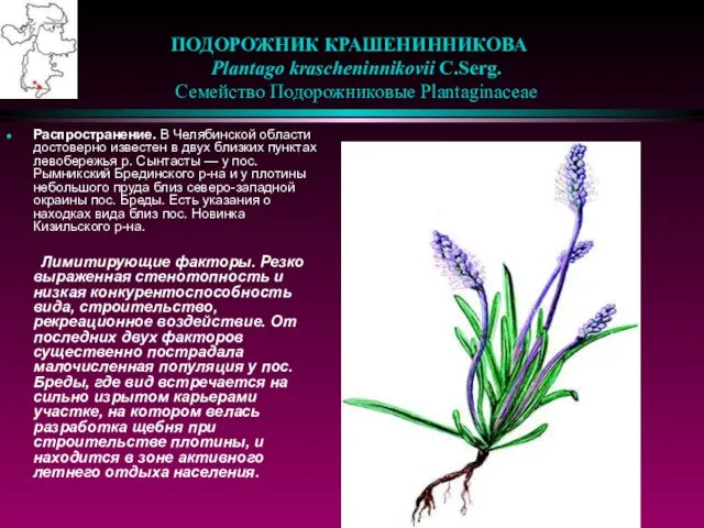 ПОДОРОЖНИК КРАШЕНИННИКОВА Plantago krascheninnikovii C.Serg. Семейство Подорожниковые Plantaginaceae Распространение. В Челябинской области