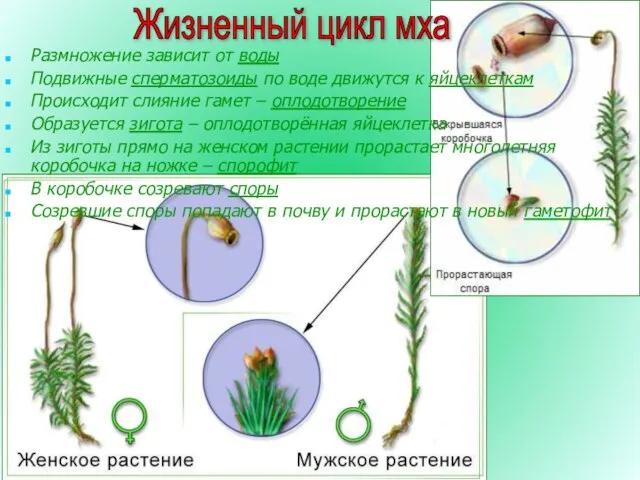 Жизненный цикл мха Размножение зависит от воды Подвижные сперматозоиды по воде движутся