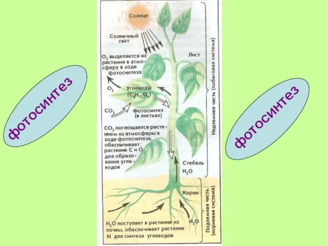 фотосинтез фотосинтез