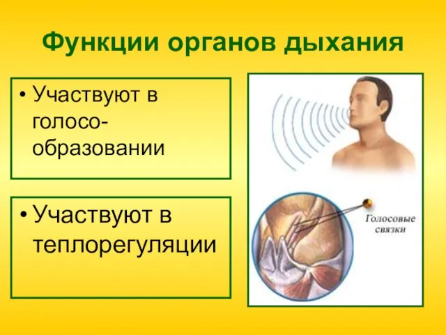 Функции органов дыхания Участвуют в голосо-образовании Участвуют в теплорегуляции