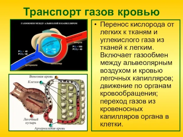 Транспорт газов кровью Перенос кислорода от легких к тканям и углекислого газа