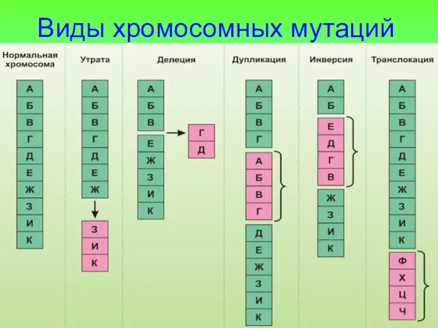 Виды хромосомных мутаций