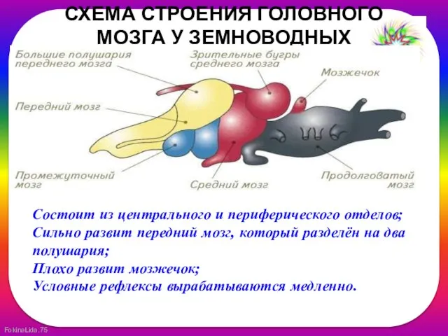 СХЕМА СТРОЕНИЯ ГОЛОВНОГО МОЗГА У ЗЕМНОВОДНЫХ Состоит из центрального и периферического отделов;