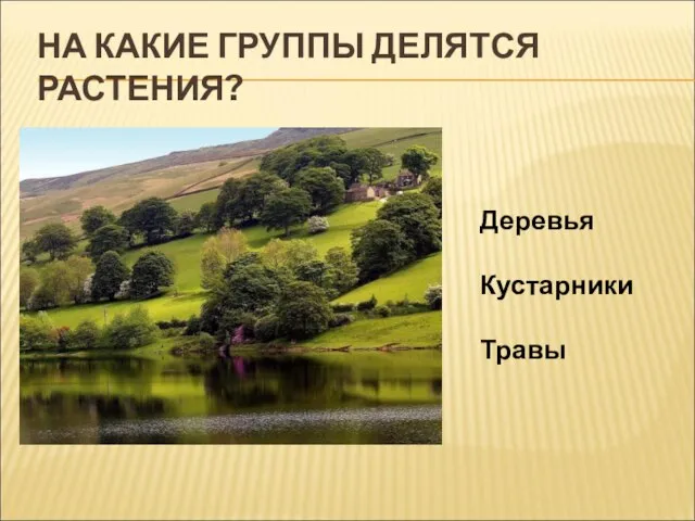 НА КАКИЕ ГРУППЫ ДЕЛЯТСЯ РАСТЕНИЯ? Деревья Кустарники Травы