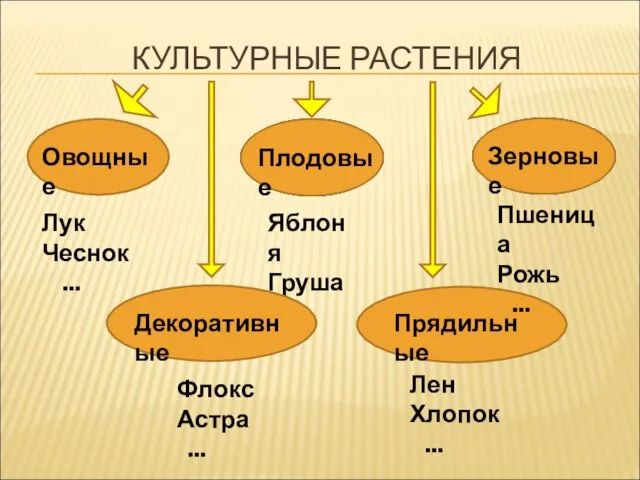 КУЛЬТУРНЫЕ РАСТЕНИЯ Овощные Лук Чеснок ... Плодовые Яблоня Груша ... Зерновые Декоративные