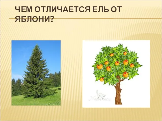 ЧЕМ ОТЛИЧАЕТСЯ ЕЛЬ ОТ ЯБЛОНИ?