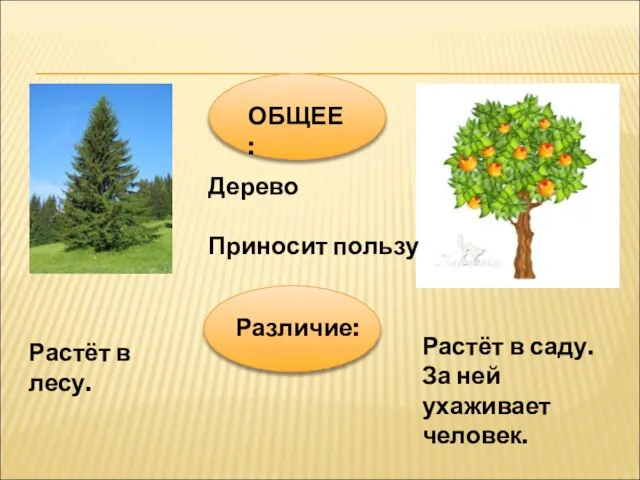 ОБЩЕЕ: Дерево Приносит пользу Различие: Растёт в саду. За ней ухаживает человек. Растёт в лесу.
