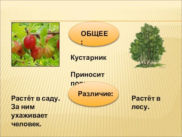 ОБЩЕЕ: Кустарник Приносит пользу Растёт в саду. За ним ухаживает человек. Растёт в лесу. Различие: